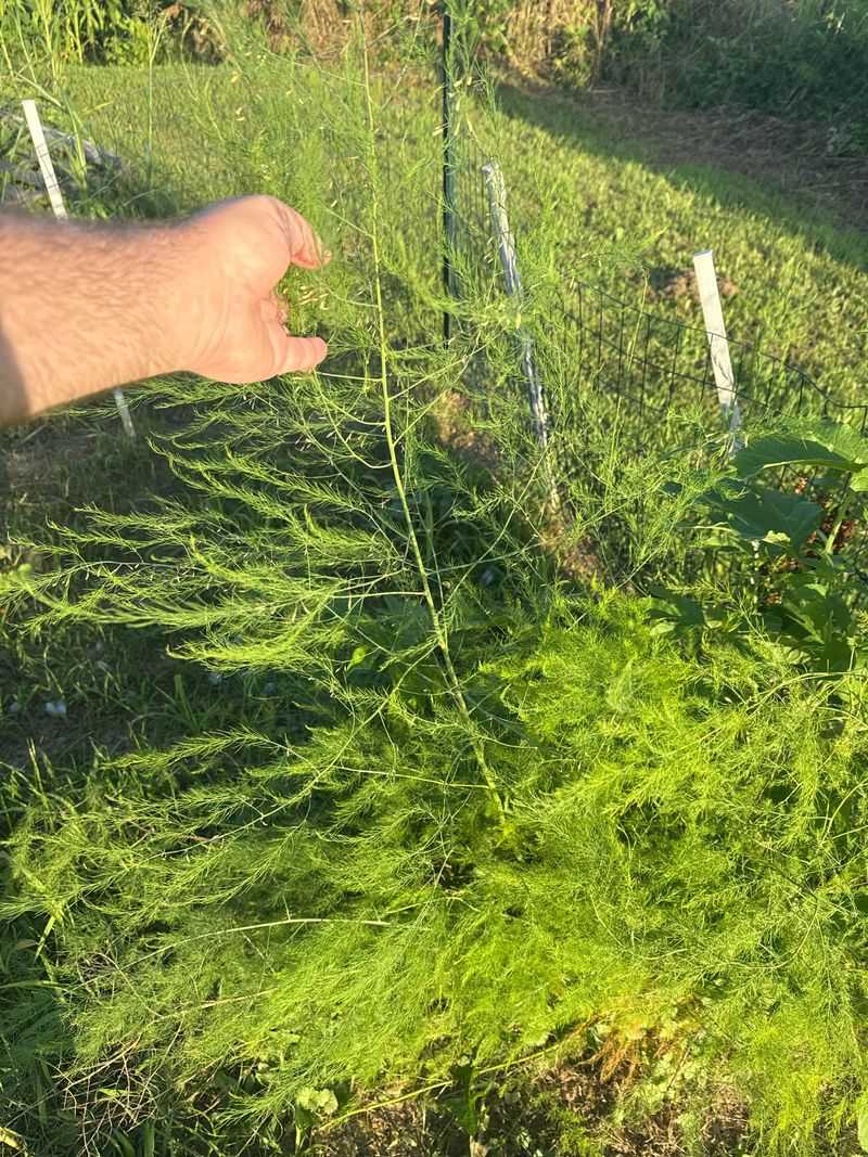Fern Growth Feeds Future Harvests Fern Growth Feeds Future Harvests