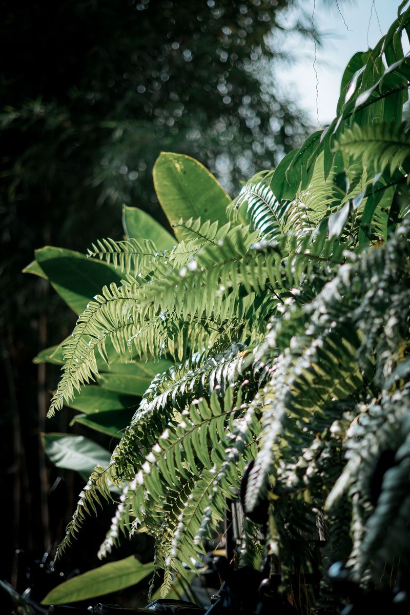 Ferns