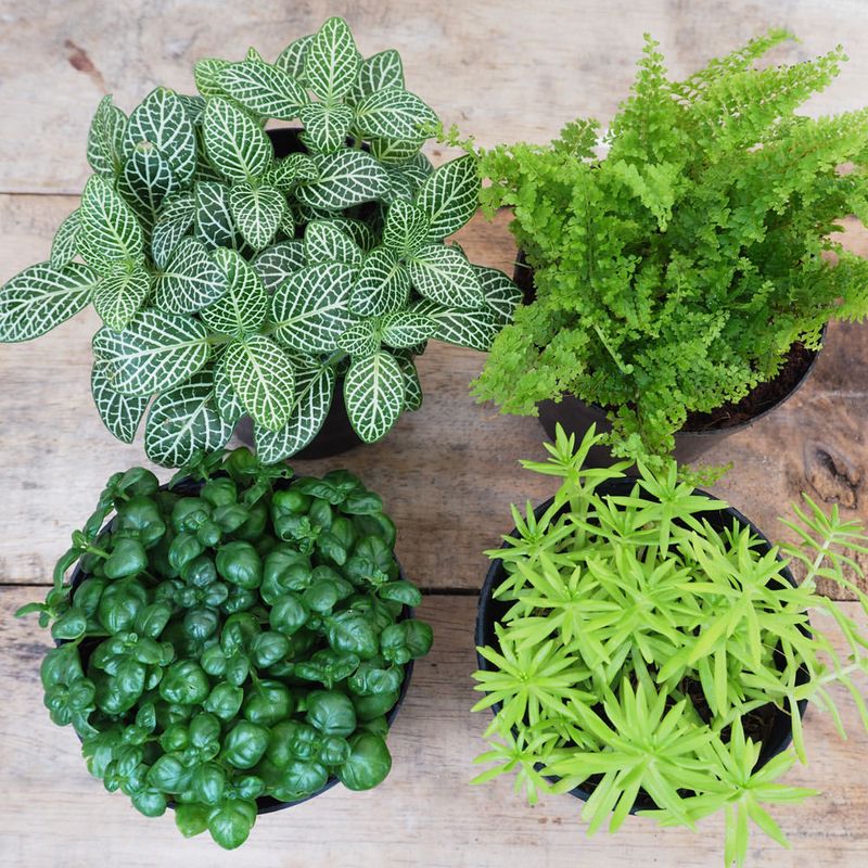 Fertilize Lightly Only If Plants Are Growing Fertilize Lightly Only If Plants Are Growing