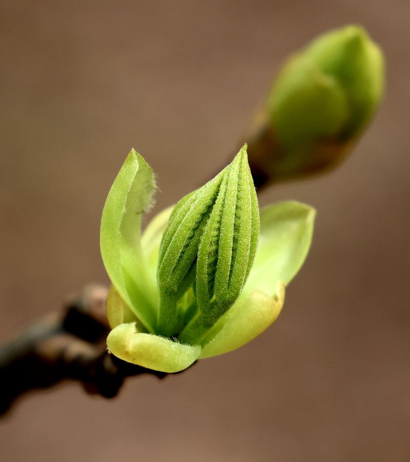 Fertilize Lightly To Support Next Year's Buds Fertilize Lightly To Support Next Year's Buds