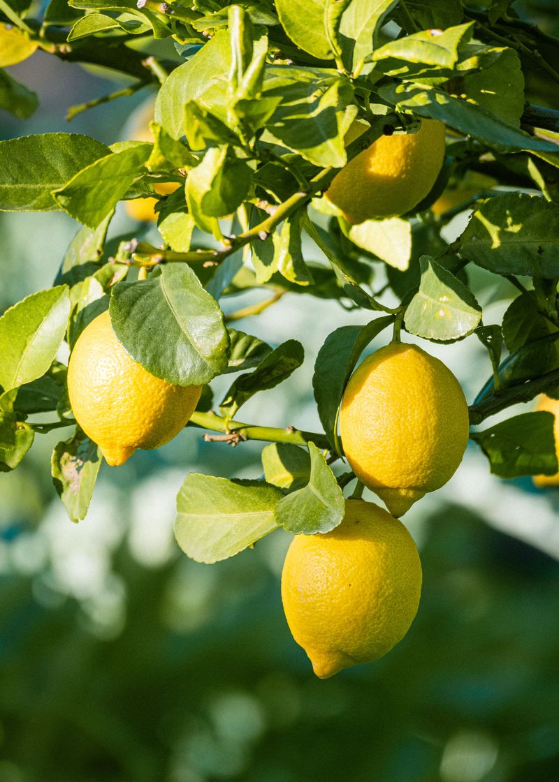 Fertilize Lightly With A Citrus-Specific Blend Fertilize Lightly With A Citrus-Specific Blend