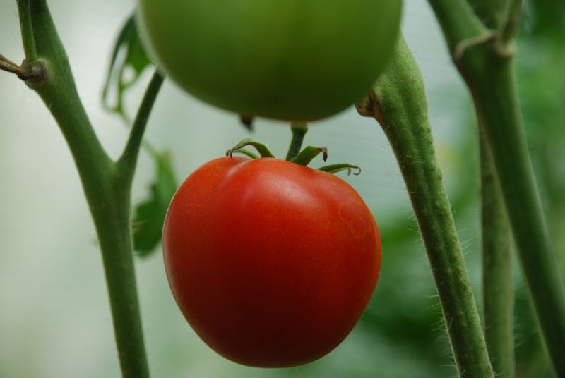 Fertilize With Phosphorus Instead Of Nitrogen Fertilize With Phosphorus Instead Of Nitrogen