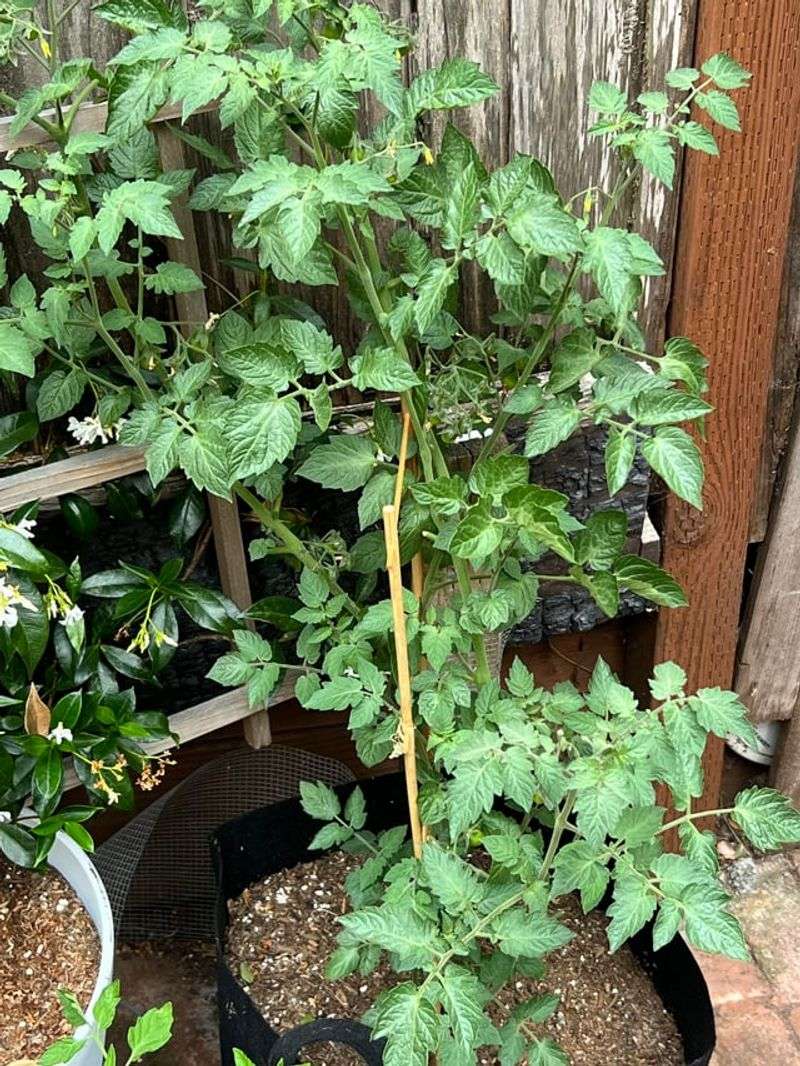 Fertilizer Should Stay Away From The Main Stem