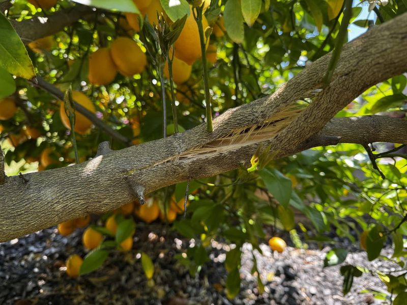 Fertilizer Won't Fix An Overloaded Branch Fertilizer Won't Fix An Overloaded Branch