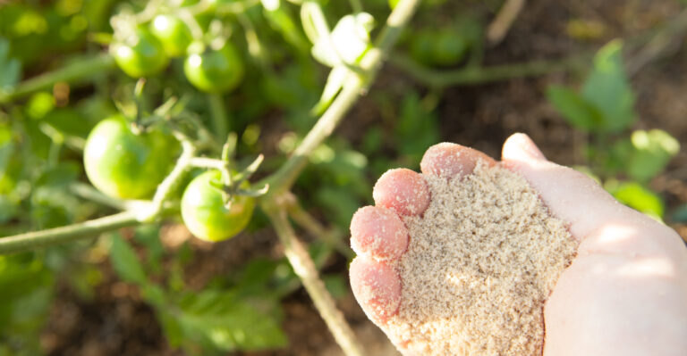 fertilizing tomato plant