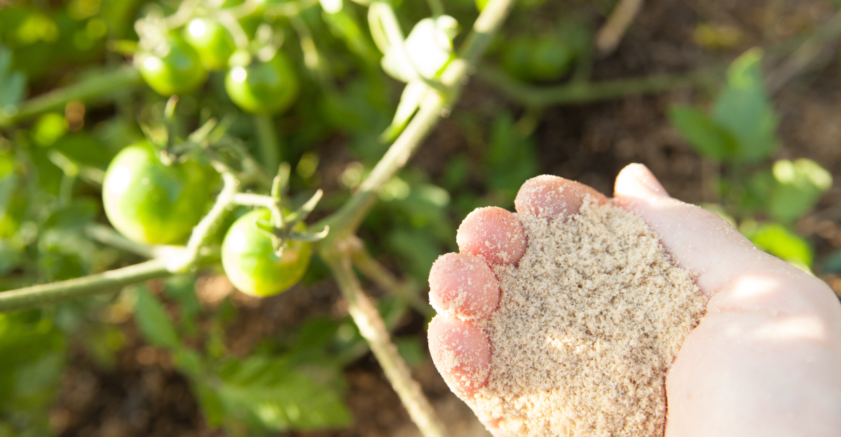 fertilizing tomato plant
