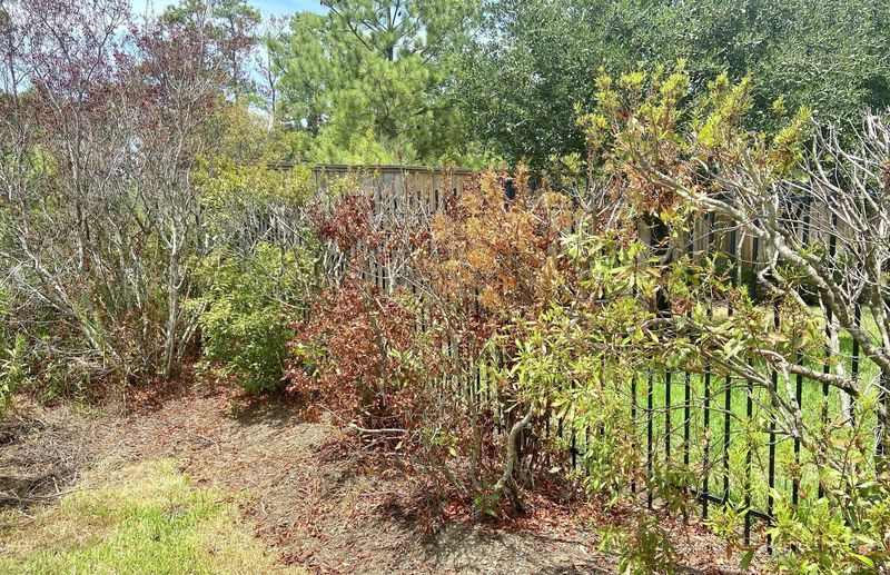 Fertilizing A Severely Stressed Shrub Fertilizing A Severely Stressed Shrub