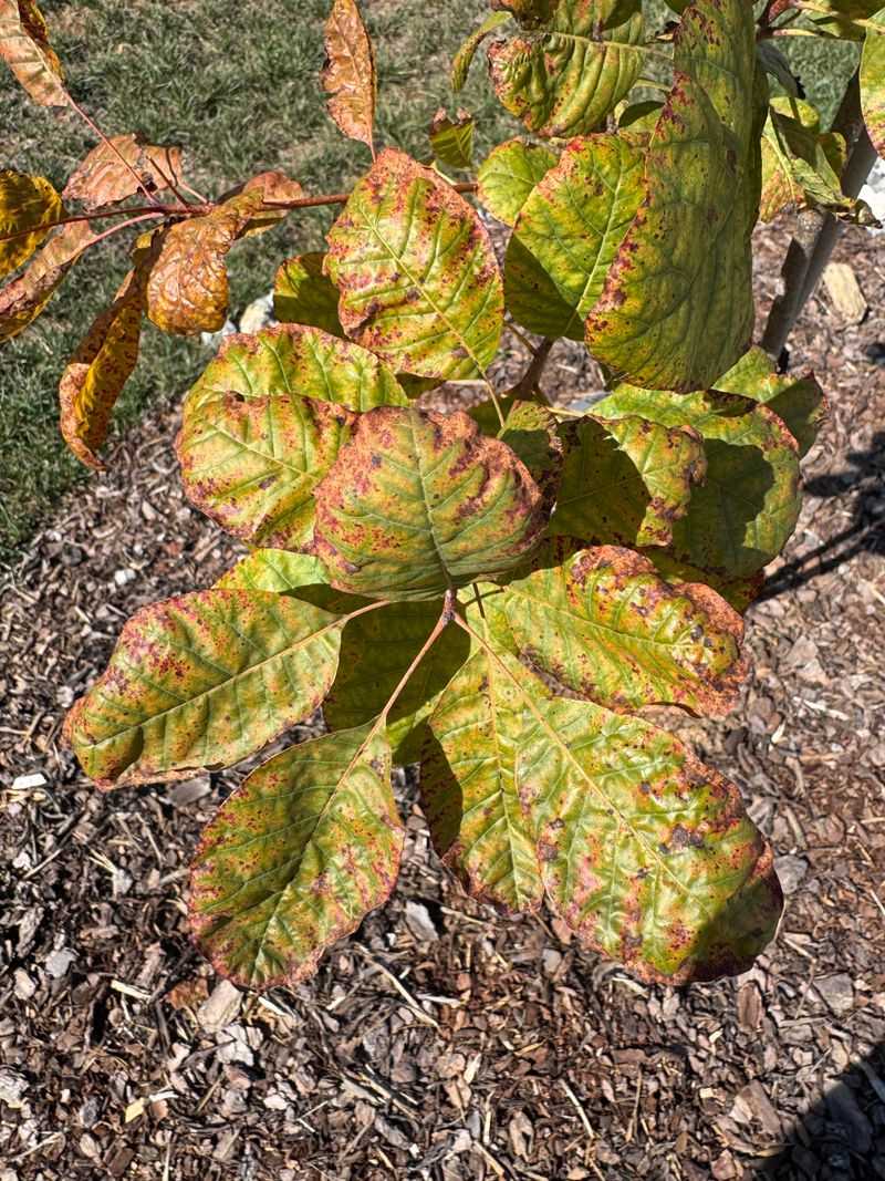 Fertilizing During A Heatwave Burns Roots Instead Of Feeding Them Fertilizing During A Heatwave Burns Roots Instead Of Feeding Them