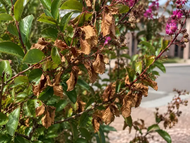 Fertilizing During Extreme Heat Can Burn Desert Plants Fertilizing During Extreme Heat Can Burn Desert Plants