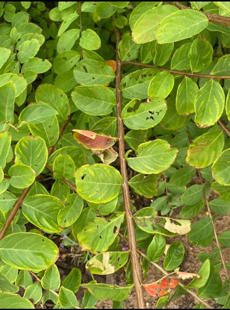 Fertilizing For Leaves Instead Of Blooms