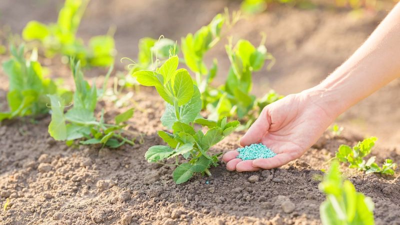 Fertilizing Right Before Extreme Heat