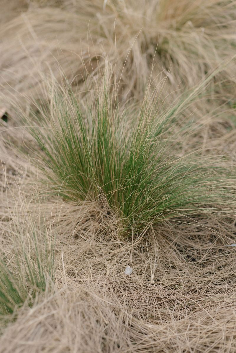 Fescue Keeps Sightlines Open And Clear