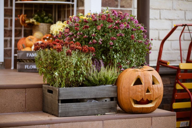 Fewer Blooms And Weaker Stems Take A Toll On Your Fall Display Fewer Blooms And Weaker Stems Take A Toll On Your Fall Display