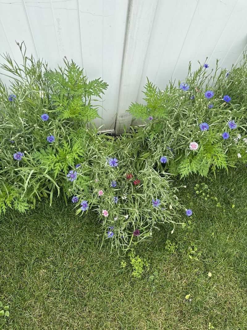 Fewer Flowers Can Mean The Garden Has An August Bloom Gap Fewer Flowers Can Mean The Garden Has An August Bloom Gap
