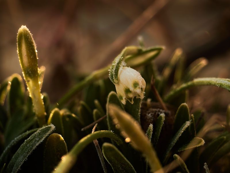Fewer Frosts Spared Early Blooms