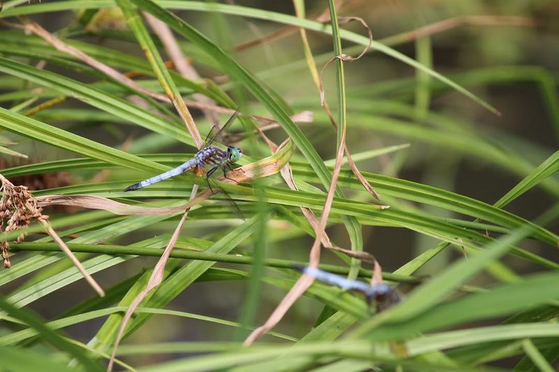 Fewer Insecticides Leave More Food Available Fewer Insecticides Leave More Food Available