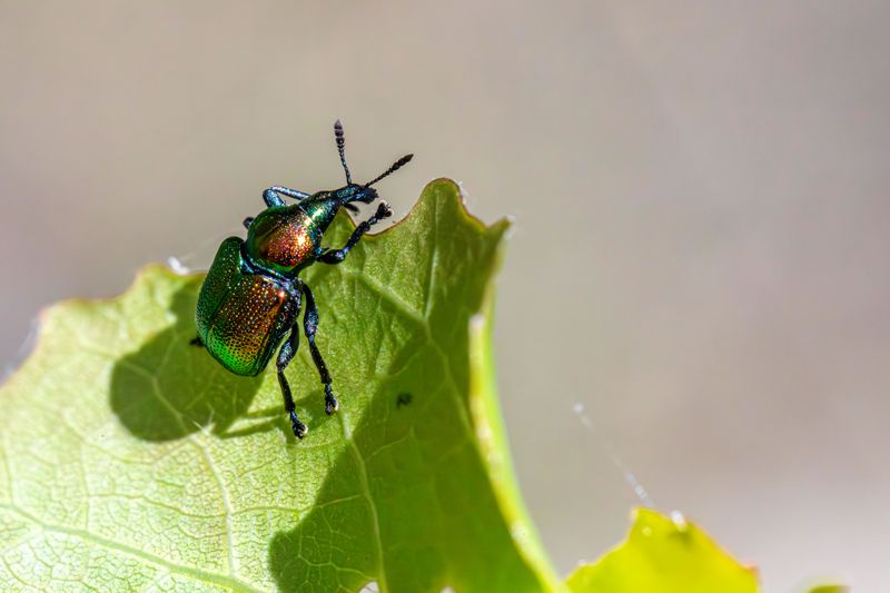 Fewer Pests Bother Fall Plants