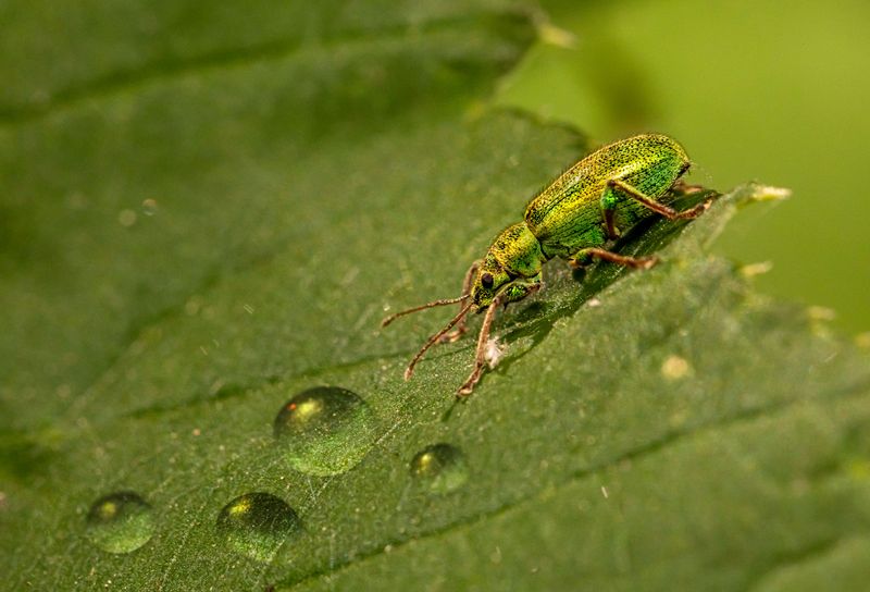 Fewer Pests Left Trees Undisturbed Fewer Pests Left Trees Undisturbed