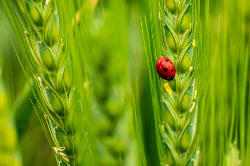 Fewer Pests Preserved The Harvest Fewer Pests Preserved The Harvest