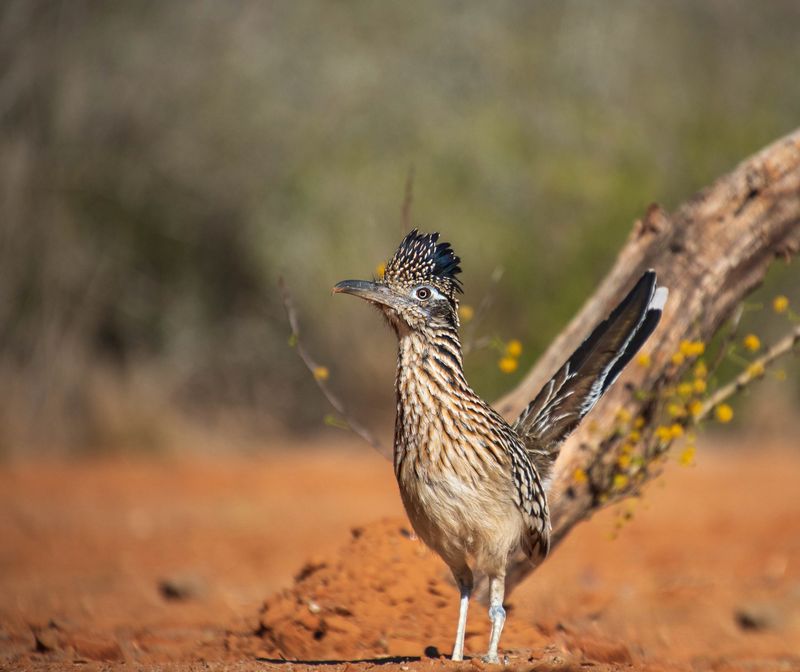 Fewer Roadrunners Can Mean More Small Pest Pressure Fewer Roadrunners Can Mean More Small Pest Pressure