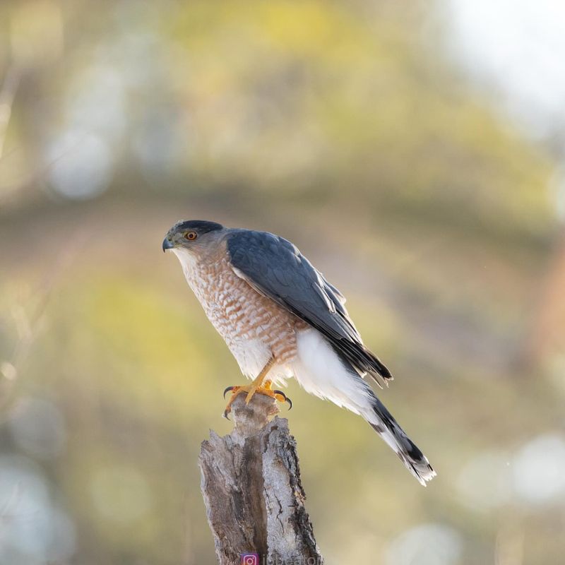Fewer Songbirds For A While Can Be Normal