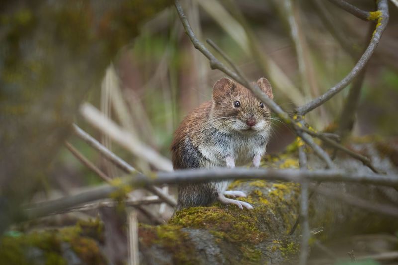 Fewer Voles Remain Nearby