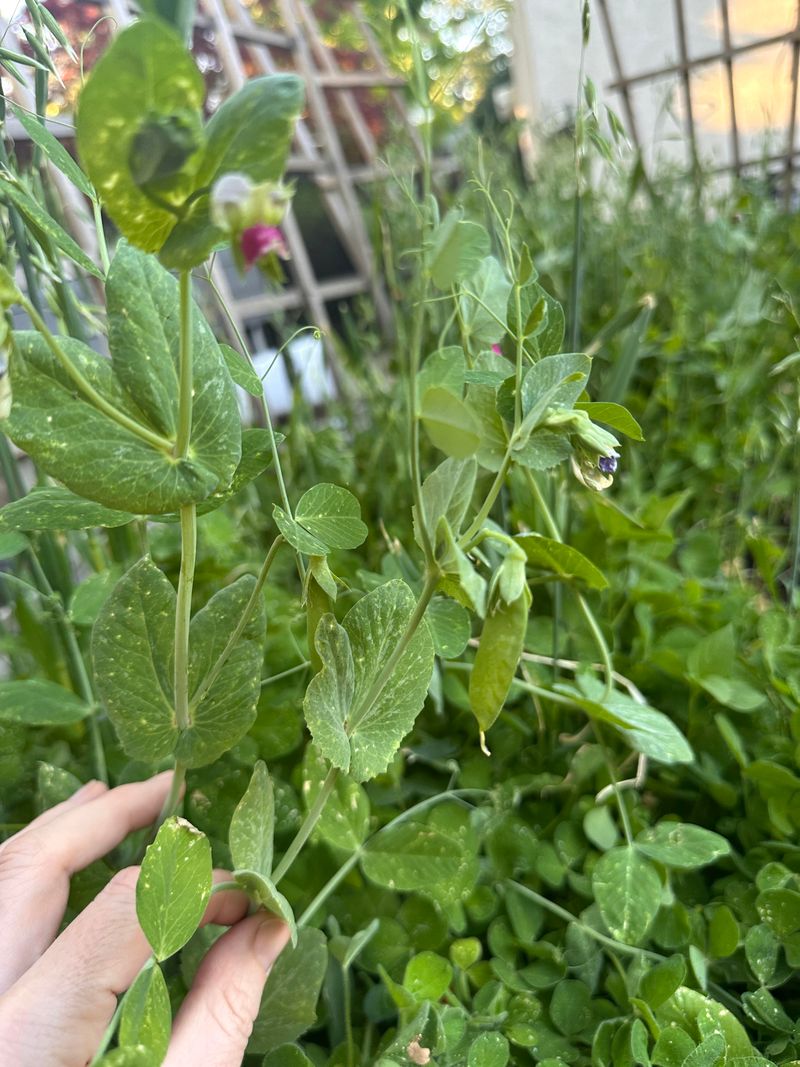Field Peas Add Winter Soil Coverage Field Peas Add Winter Soil Coverage
