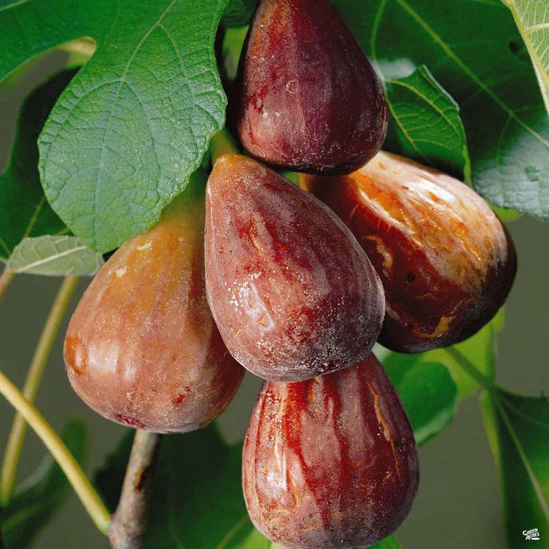 Fig