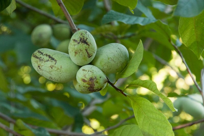 Fig-leaf Pawpaw... Pawpaw