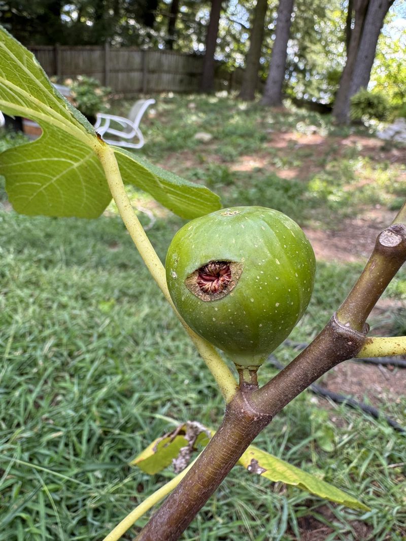 Figs Hate The Dry-Then-Drench Cycle Figs Hate The Dry-Then-Drench Cycle