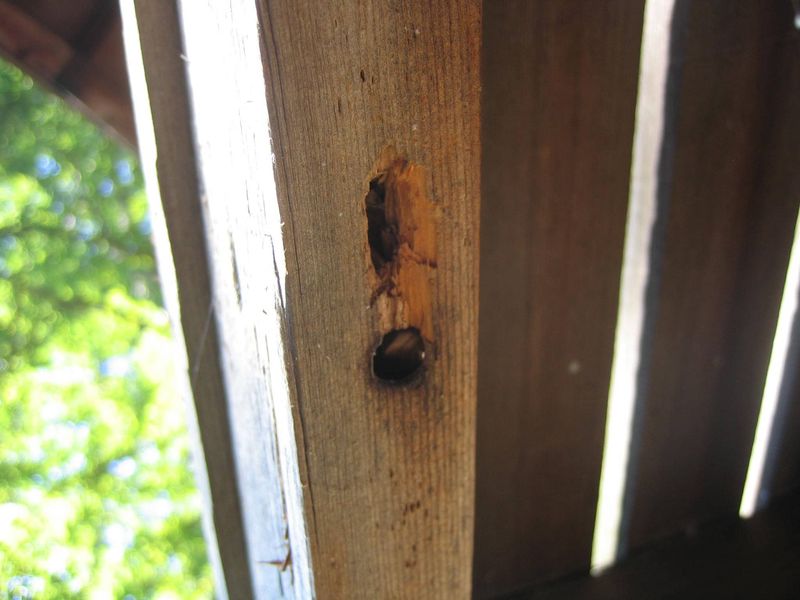 Fill Empty Tunnels After Bees Leave