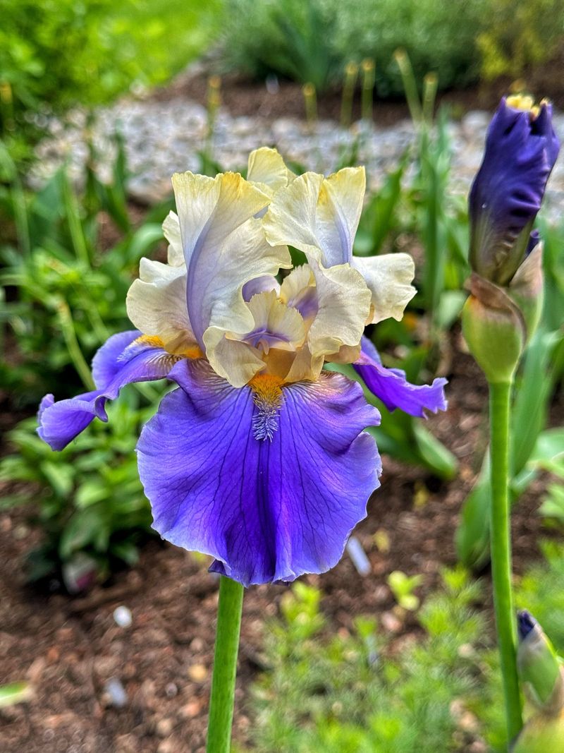 Fill Sunny Borders With Bearded Iris Fill Sunny Borders With Bearded Iris