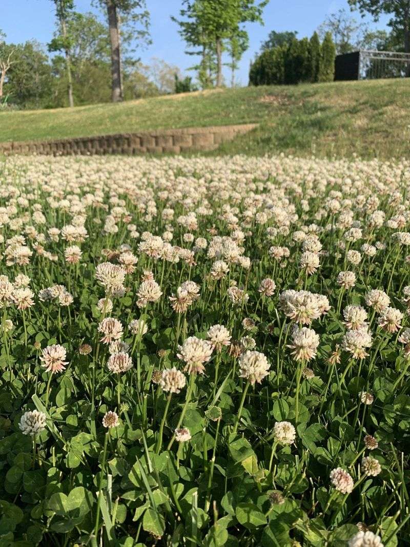 Fill Thin Spots Before Clover Spreads Fill Thin Spots Before Clover Spreads