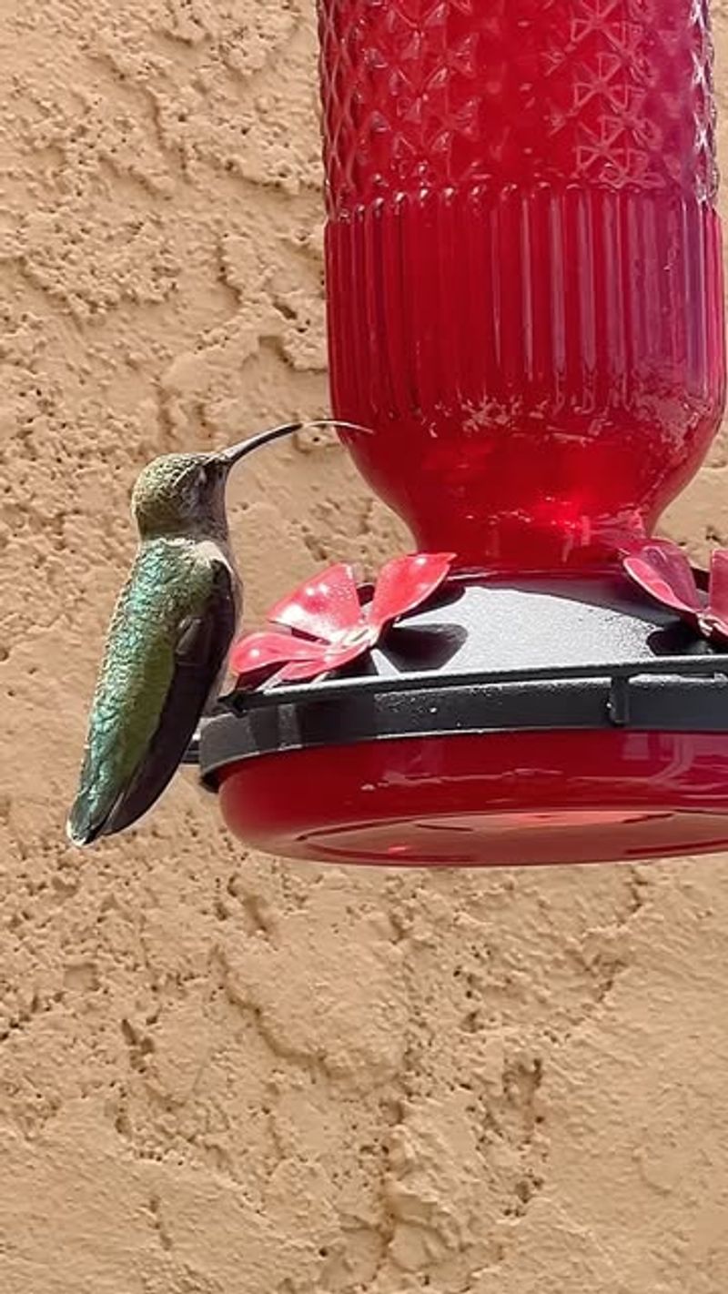 Filling More Nectar Than The Birds Can Use Filling More Nectar Than The Birds Can Use