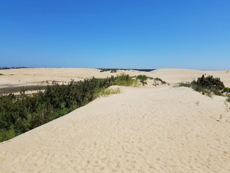 Find Living Stories At Jockey's Ridge Find Living Stories At Jockey's Ridge