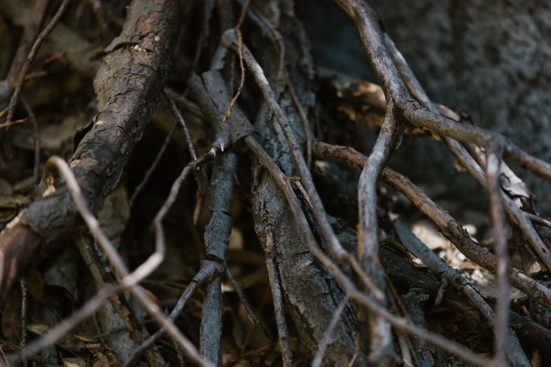 Find Roots Turning Mushy And Dark Find Roots Turning Mushy And Dark