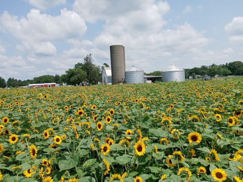 Find The Field At 9015 London Groveport Rd In Grove City