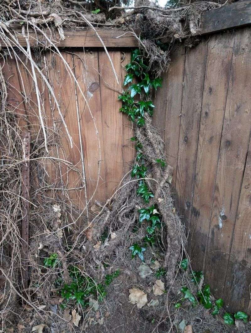 Find Where The Ivy Is Rooted