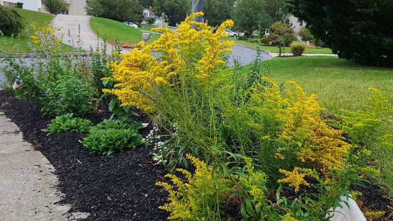 Find a Sunny Site That Fits the Plant Find a Sunny Site That Fits the Plant