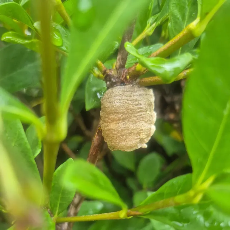 Finding One Does Not Mean Pest Control Is Solved Finding One Does Not Mean Pest Control Is Solved