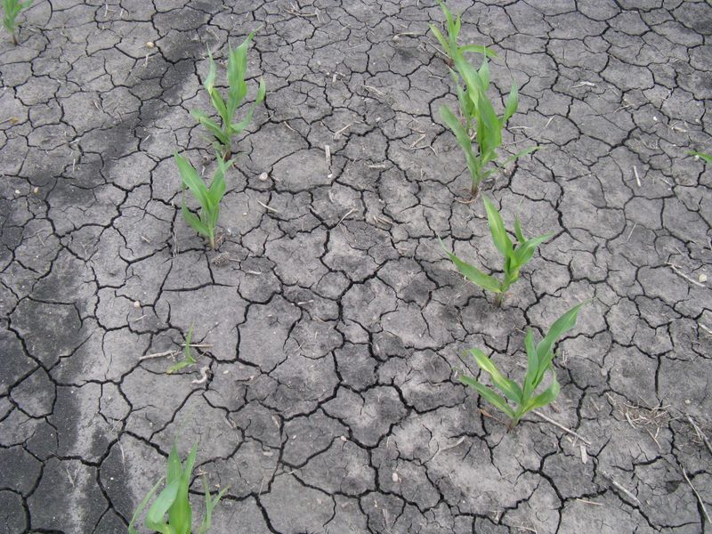Fine Roots Spread Fast After Rain Fine Roots Spread Fast After Rain