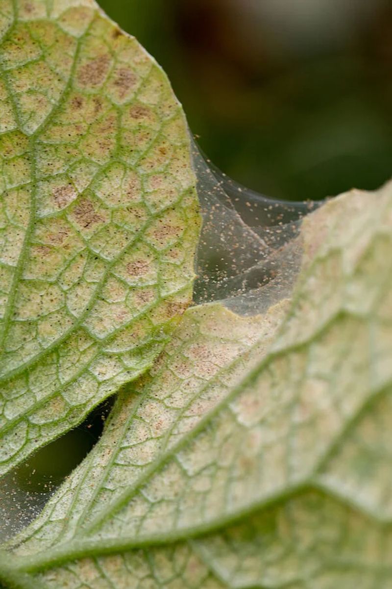 Fine Webbing Usually Signals A Larger Population Fine Webbing Usually Signals A Larger Population
