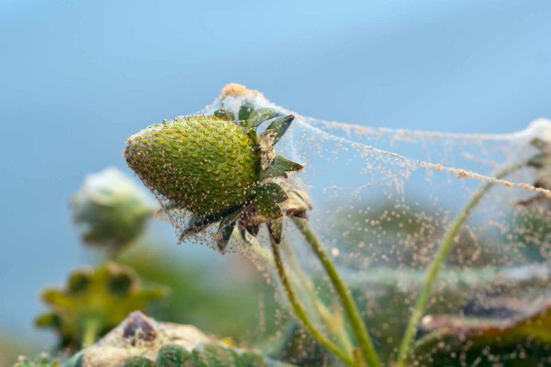 Fine Webbing Usually Suggests A Larger Population Fine Webbing Usually Suggests A Larger Population