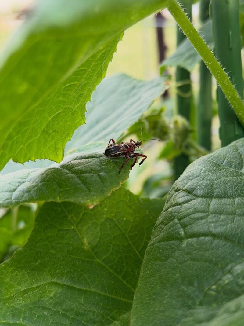 Fine Yellow Stippling Signals Sap Feeding Pests