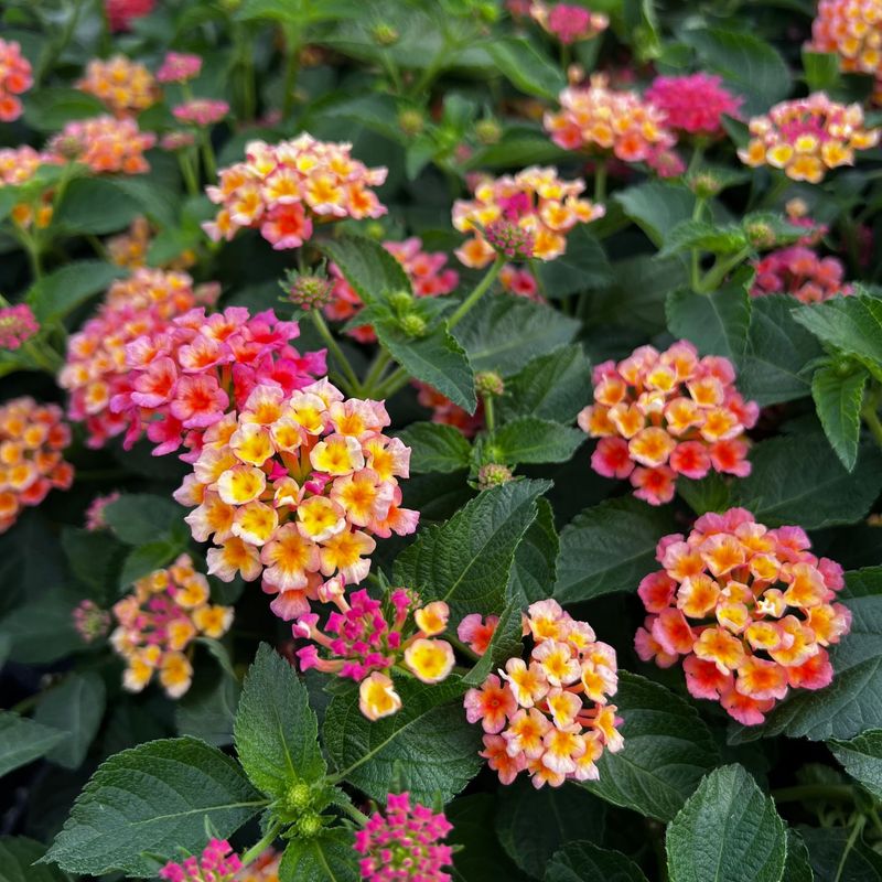 Finish With A Realistic Fall-Bloom Checklist