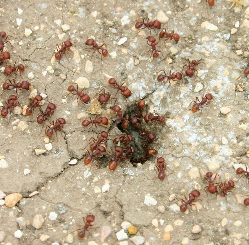 Fire Ant Pressure May Be Lower Than In Nearby Areas Fire Ant Pressure May Be Lower Than In Nearby Areas
