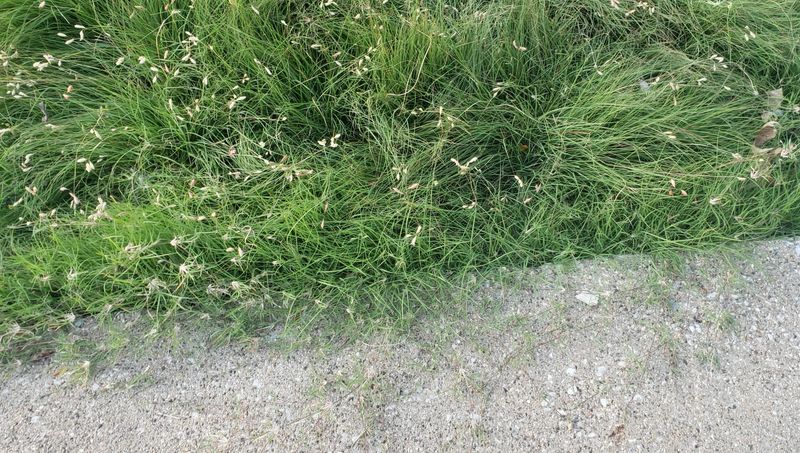 Fire Ants Struggle Where This Grass Thrives