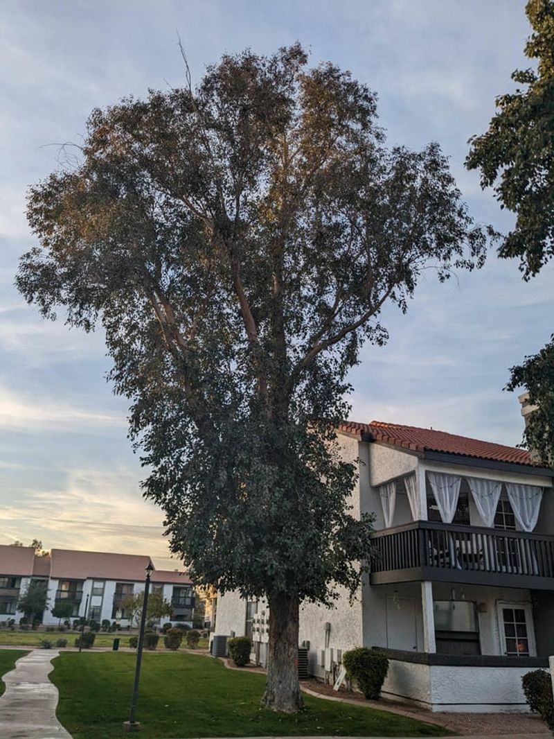 Fire-Prone Trees Too Close To Structures Fire-Prone Trees Too Close To Structures