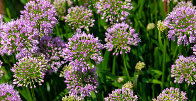 Fire-Resistant Native Oregon Plants Every Homeowner Should Add Before Peak Fire Season