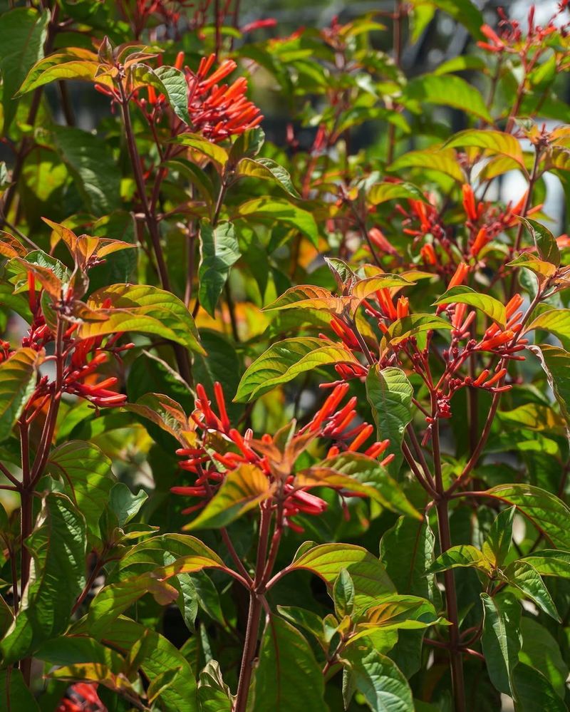 Firebush Adds Summer Color And Hummingbird Appeal Firebush Adds Summer Color And Hummingbird Appeal